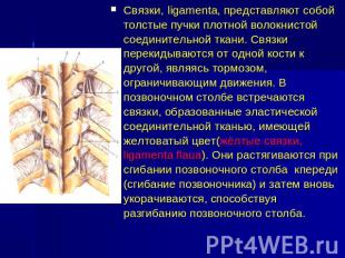 Связки, ligamenta, представляют собой толстые пучки плотной волокнистой соединит