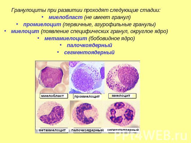 Гранулоциты при развитии проходят следующие стадии:миелобласт (не имеет гранул)промиелоцит (первичные, азурофильные гранулы)миелоцит (появление специфических гранул, округлое ядро)метамиелоцит (бобовидное ядро)палочкоядерныйсегментоядерный