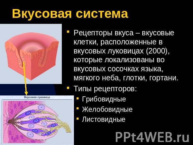 Вкусовая система Рецепторы вкуса – вкусовые клетки, расположенные в вкусовых луковицах (2000), которые локализованы во вкусовых сосочках языка, мягкого неба, глотки, гортани.Типы рецепторов:ГрибовидныеЖелобовидныеЛистовидные