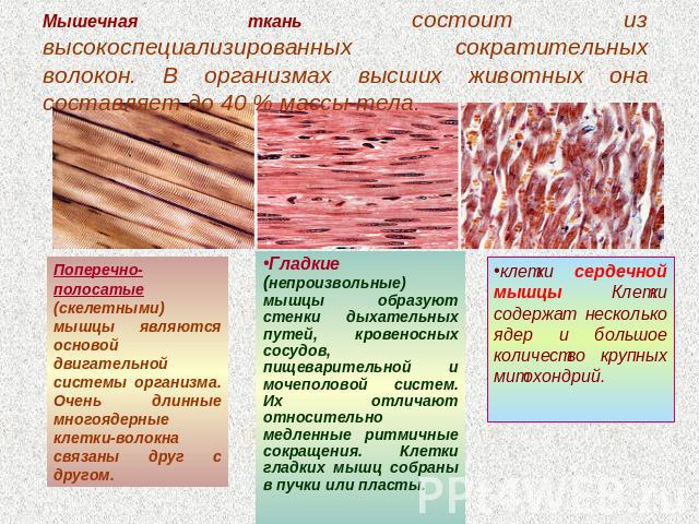 Мышечная ткань состоит из высокоспециализированных сократительных волокон. В организмах высших животных она составляет до 40 % массы тела. Поперечно-полосатые (скелетными) мышцы являются основой двигательной системы организма. Очень длинные многояде…