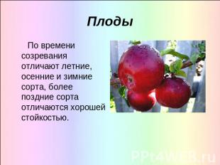 Плоды По времени созревания отличают летние, осенние и зимние сорта, более поздн