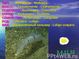 ТИП: Моллюски - MolluscaКЛАСС: Головоногие - CephalopodaПОДКЛАСС: Колеоидеа - Co