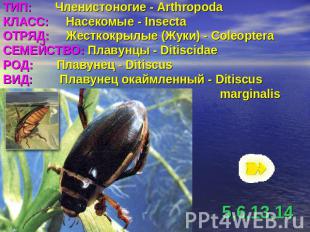 ТИП: Членистоногие - ArthropodaКЛАСС: Насекомые - InsectaОТРЯД: Жесткокрылые (Жу