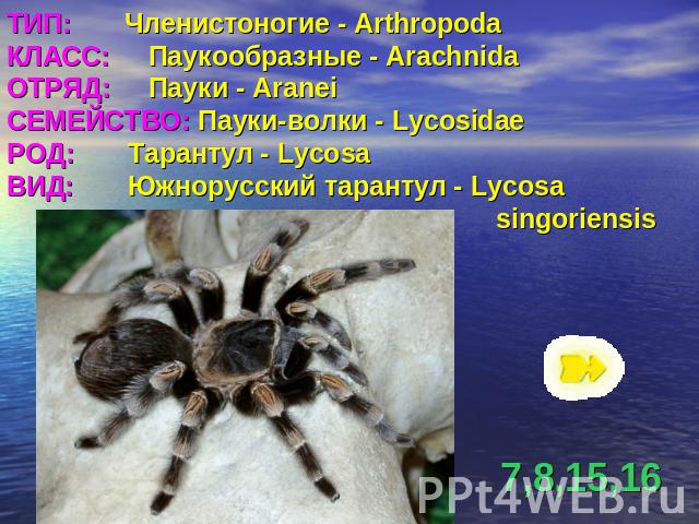 ТИП: Членистоногие - ArthropodaКЛАСС: Паукообразные - ArachnidaОТРЯД: Пауки - AraneiСЕМЕЙСТВО: Пауки-волки - LycosidaeРОД: Тарантул - LycosaВИД: Южнорусский тарантул - Lycosa singoriensis