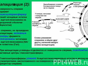 Капацитация (2):Поверхность спермия содержит гликозилтрансферазу (узнаёт концевы