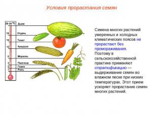 Условия прорастания семян Семена многих растений умеренных и холодных климатичес