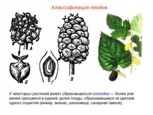 Классификация плодов У некоторых растений может образовываться соплодие — более