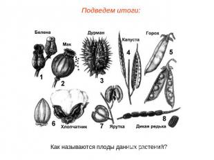 Подведем итоги: Как называются плоды данных растений?