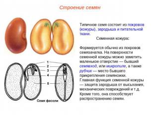 Строение семян Типичное семя состоит из покровов (кожуры), зародыша и питательно