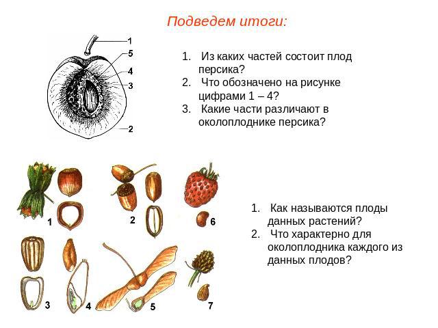 Подведем итоги: Из каких частей состоит плод персика? Что обозначено на рисунке цифрами 1 – 4? Какие части различают в околоплоднике персика? Как называются плоды данных растений? Что характерно для околоплодника каждого из данных плодов?