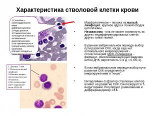 Характеристика стволовой клетки крови Морфологически – похожа на малый лимфоцит,
