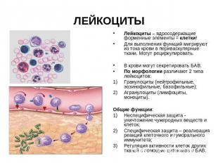 ЛЕЙКОЦИТЫ Лейкоциты – ядросодержащие форменные элементы = клетки!Для выполнения