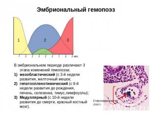 Эмбриональный гемопоэз В эмбриональном периоде различают 3 этапа изменений гемоп