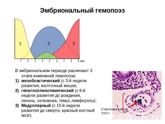 Эмбриональный гемопоэз В эмбриональном периоде различают 3 этапа изменений гемопоэза: мезобластический (с 3-й недели развития, желточный мешок;гепатоспленотимический (с 6-й недели развития до рождения, печень, селезенка, тимус,лимфоузлы);Медуллярный…