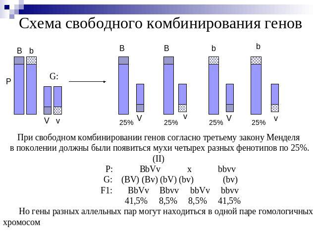 Схема свободного комбинирования генов При свободном комбинировании генов согласно третьему закону Менделя в поколении должны были появиться мухи четырех разных фенотипов по 25%.(II) P: BbVv x bbvv G: (BV) (Bv) (bV) (bv) (bv) F1: BbVv Bbvv bbVv bbvv …
