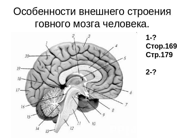 Особенности внешнего строения говного мозга человека.