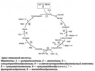 Цикл лимонной кислоты.Ферменты: 1 — цитратсинтаза; 2 — аконитаза; 3 — изоцитратд