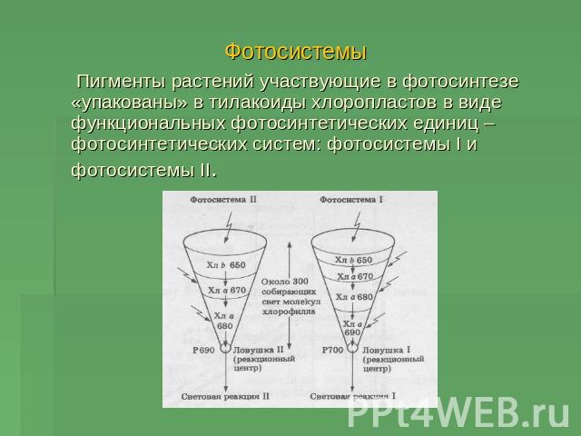 Пигменты растений участвующие в фотосинтезе «упакованы» в тилакоиды хлоропластов в виде функциональных фотосинтетических единиц – фотосинтетических систем: фотосистемы I и фотосистемы II.
