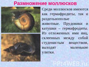 Размножение моллюсков Среди моллюсков имеются как гермафродиты, так и раздельноп