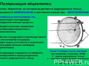 Поляризация яйцеклетки Полюс яйцеклетки, на котором выделяются редукционные тель