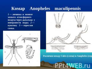 Комар Anopheles maculipennis 1 — личинка в момент захвата атмосферного воздуха ч