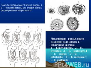 Развитие макрогамет Eimeria magna: 1—5 — последовательные стадии роста и формиро
