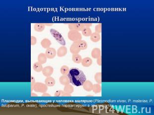 Подотряд Кровяные споровики (Haemosporina) Плазмодии, вызывающие у человека маля