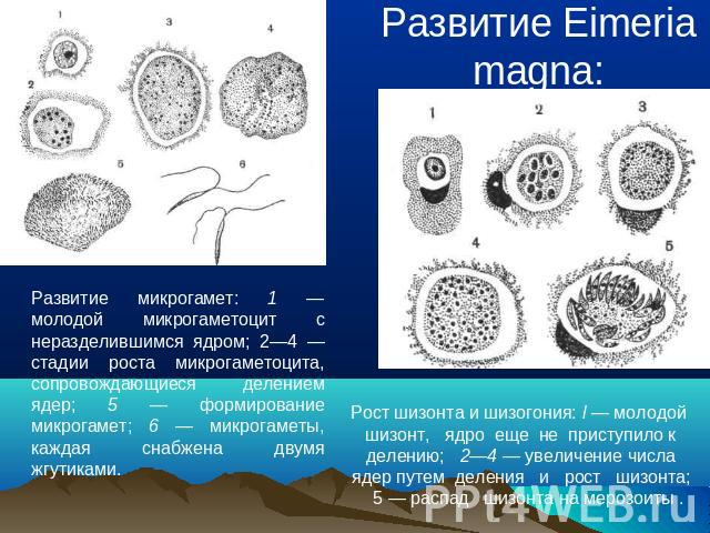 Развитие Eimeria magna: Развитие микрогамет: 1 — молодой микрогаметоцит с неразделившимся ядром; 2—4 — стадии роста микрогаметоцита, сопровождающиеся делением ядер; 5 — формирование микрогамет; 6 — микрогаметы, каждая снабжена двумя жгутиками. Рост …