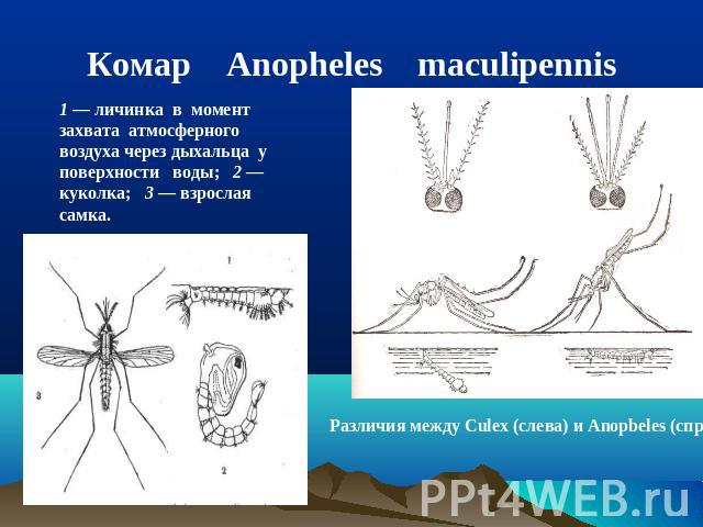 Комар Anopheles maculipennis 1 — личинка в момент захвата атмосферного воздуха через дыхальца у поверхности воды; 2 — куколка; 3 — взрослая самка. Различия между Culex (слева) и Anopbeles (справа).