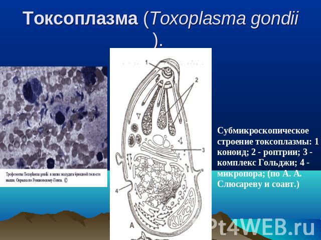 Токсоплазма (Toxoplasma gondii). Cубмикроскопическое строение токсоплазмы: 1 - коноид; 2 - роптрии; 3 - комплекс Гольджи; 4 - микропора; (по А. А. Слюсареву и соавт.)