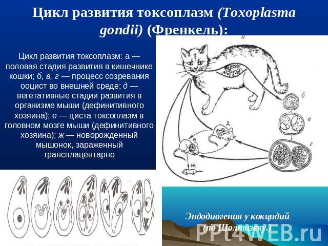 Цикл развития токсоплазм (Toxoplasma gondii) (Френкель): Цикл развития токсоплазм: а — половая стадия развития в кишечнике кошки; б, в, г — процесс созревания ооцист во внешней среде; д — вегетативные стадии развития в организме мыши (дефинитивного …