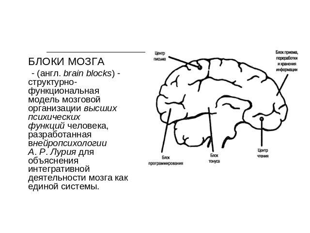 БЛОКИ МОЗГА - (англ. brain blocks) - структурно-функциональная модель мозговой организации высших психических функций человека, разработанная внейропсихологии А. Р. Лурия для объяснения интегративной деятельности мозга как единой системы.