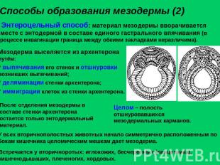 Энтероцельный способ: материал мезодермы вворачивается вместе с энтодермой в сос