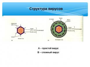 Структура вирусов A – простой вирусB – сложный вирус
