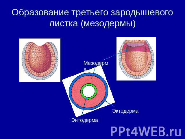 Образование третьего зародышевого листка (мезодермы)