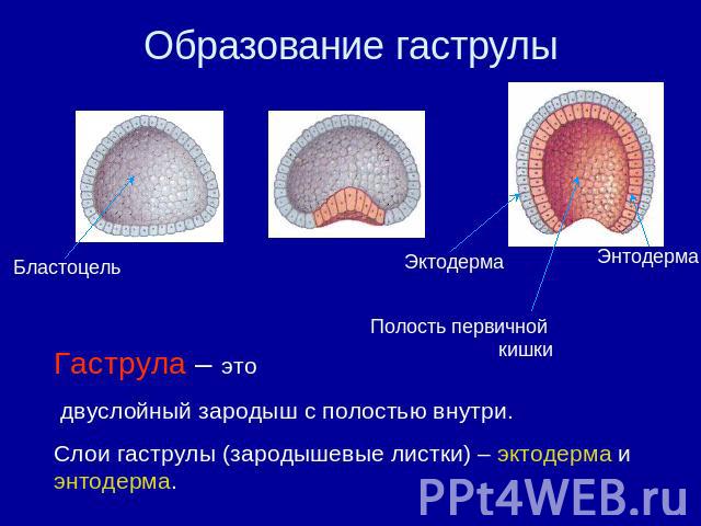 Образование гаструлы Полость первичной кишки Гаструла – это двуслойный зародыш с полостью внутри.Слои гаструлы (зародышевые листки) – эктодерма и энтодерма.