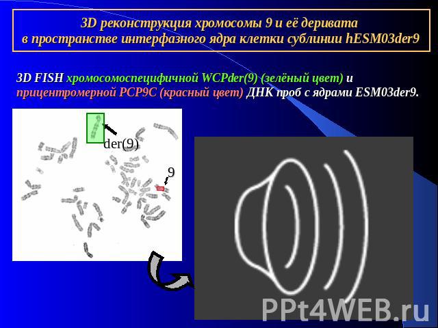 3D реконструкция хромосомы 9 и её деривата в пространстве интерфазного ядра клетки сублинии hESM03der9 3D FISH хромосомоспецифичной WCPder(9) (зелёный цвет) и прицентромерной PCP9C (красный цвет) ДНК проб с ядрами ESM03der9.