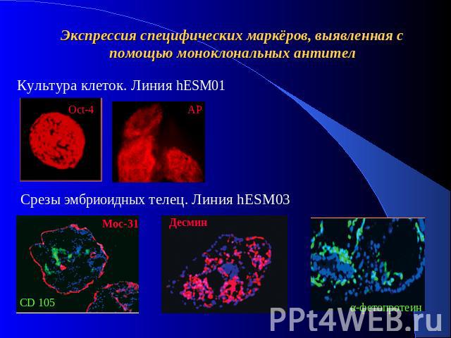 Экспрессия специфических маркёров, выявленная с помощью моноклональных антител Культура клеток. Линия hESM01 Срезы эмбриоидных телец. Линия hESM03