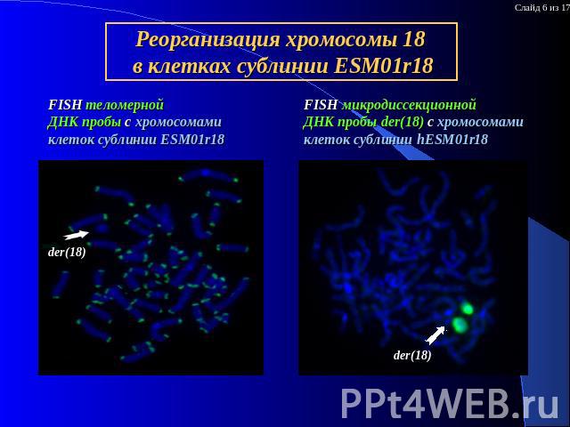 Реорганизация хромосомы 18 в клетках сублинии ESM01r18 FISH теломерной ДНК пробы с хромосомами клеток сублинии ESM01r18 FISH микродиссекционной ДНК пробы der(18) с хромосомами клеток сублинии hESM01r18