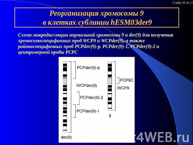 Реорганизация хромосомы 9 в клетках сублинии hESM03der9 Схема микродиссекции нормальной хромосомы 9 и der(9) для получения хромосомоспецифичных проб WCP9 и WCPder(9), а также районоспецифичных проб PCPder(9)-p, PCPder(9)-1, PCPder(9)-2 и центромерно…