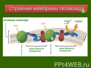 Строение мембраны тилакоида