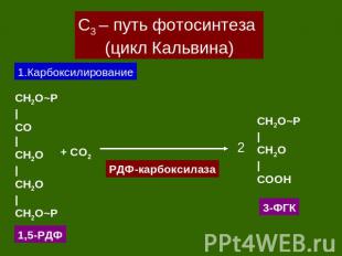 С3 – путь фотосинтеза (цикл Кальвина) 1.Карбоксилирование CH2O~P|CO|CH2O|CH2O|CH