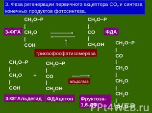 3. Фаза регенерации первичного акцептора СО2 и синтеза конечных продуктов фотоси