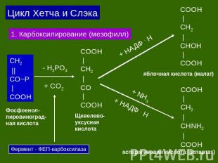 Цикл Хетча и Слэка 1. Карбоксилирование (мезофилл) СH2 ||CO~P |COOH Фосфоенол-пи