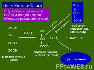 Цикл Хетча и Слэка 2. Декарбоксилирование и синтез углеводов (клетки обкладки пр