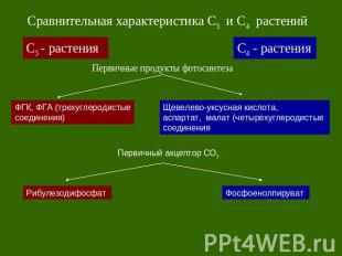 Сравнительная характеристика С3 и С4 растений Первичные продукты фотосинтеза Пер
