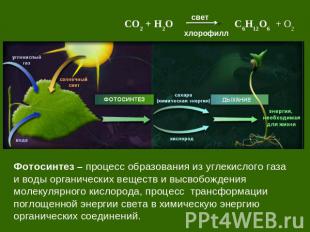 Фотосинтез – процесс образования из углекислого газа и воды органических веществ