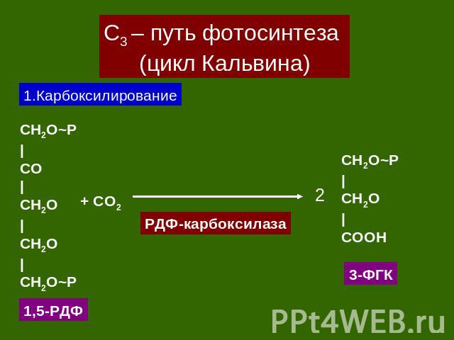 С3 – путь фотосинтеза (цикл Кальвина) 1.Карбоксилирование CH2O~P|CO|CH2O|CH2O|CH2O~P РДФ-карбоксилаза CH2O~P|CH2O|CОOH