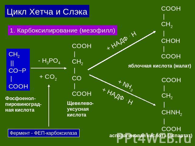 Цикл Хетча и Слэка 1. Карбоксилирование (мезофилл) СH2 ||CO~P |COOH Фосфоенол-пировиноград-ная кислота COOH |CH2 |CO |COOH Щевелево-уксуснаякислота COOH |CH2 |CHOH |COOH COOH |CH2 |CHNH2 |COOH