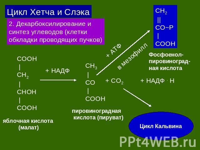 Цикл Хетча и Слэка 2. Декарбоксилирование и синтез углеводов (клетки обкладки проводящих пучков) COOH |CH2 |CHOH |COOH СH2 ||CO~P |COOH Фосфоенол-пировиноград-ная кислота пировиноградная кислота (пируват) яблочная кислота (малат)